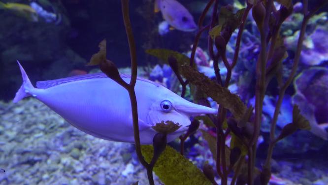 海洋生物觅食潜水海藻海带