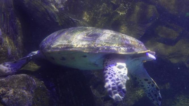 海洋馆大海龟海洋生物