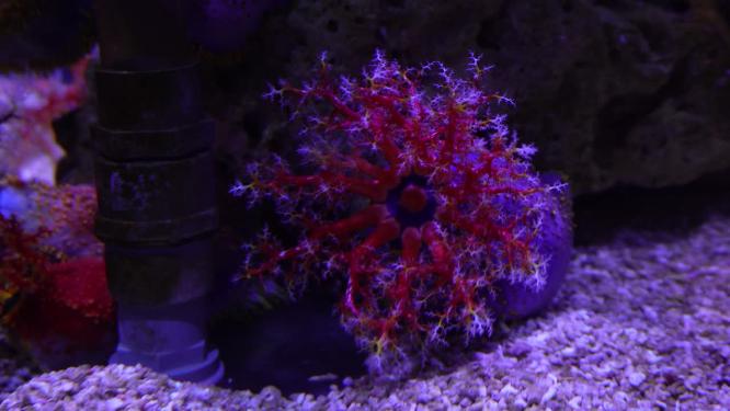 海苹果海葵触手珊瑚