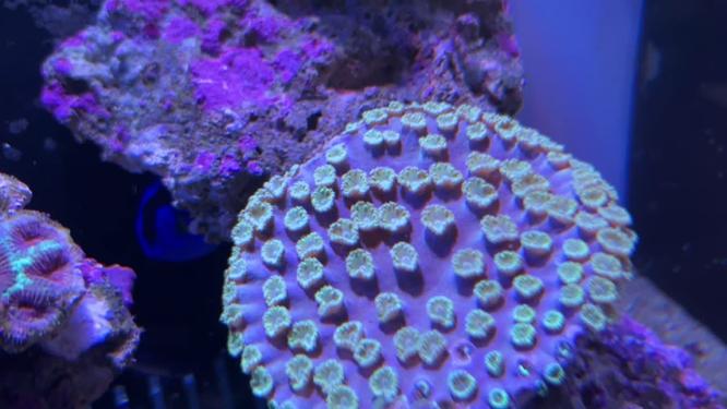 海葵珊瑚海藻海缸水族深海生物