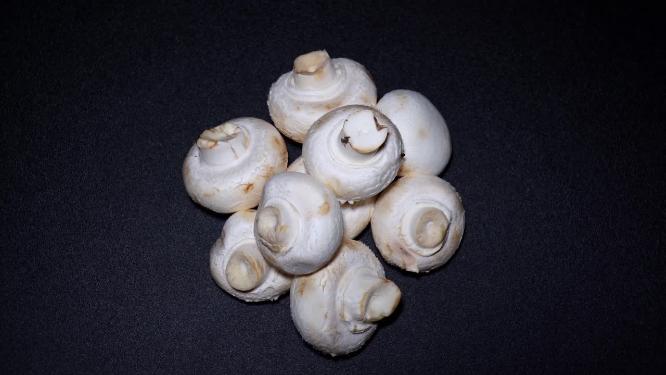 口蘑白蘑菇食用菌