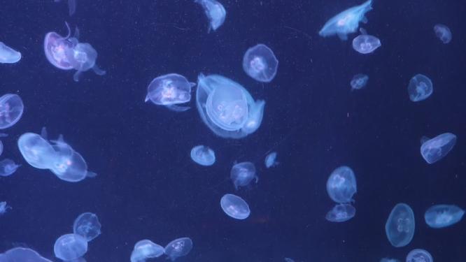 瘤手水母海底世界深海水母