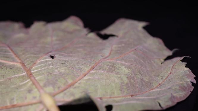 脉络叶脉茎叶树叶标本植物枯叶秋冬凋谢