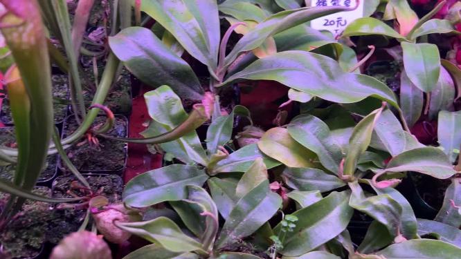 花卉市场菊花君子兰多肉植物卖花绿植