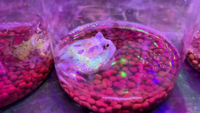 角蛙奇宠爬宠爬宠宠物水族两栖