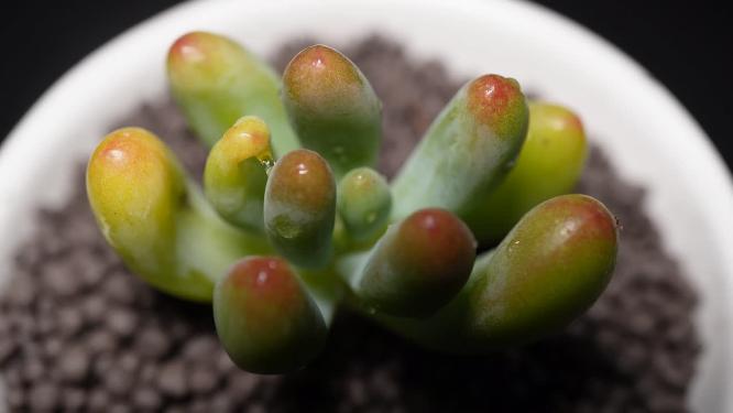 乙女心多肉植物盆栽绿植