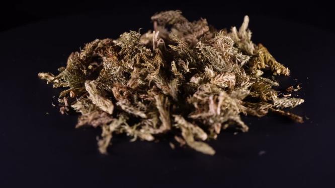伸筋草中药中草药中医药材