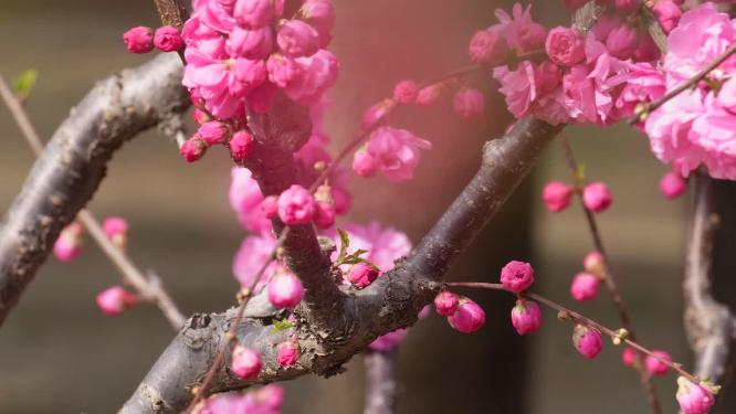 天气回暖梅花桃花花蕾花苞花骨朵