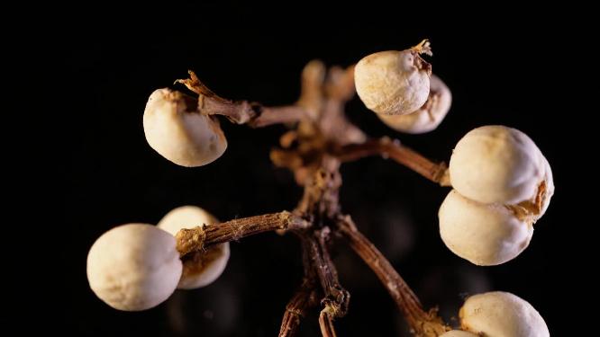 小白豆装饰种子植物标本