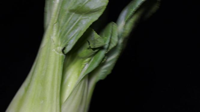 小青菜绿叶菜油菜蔬菜