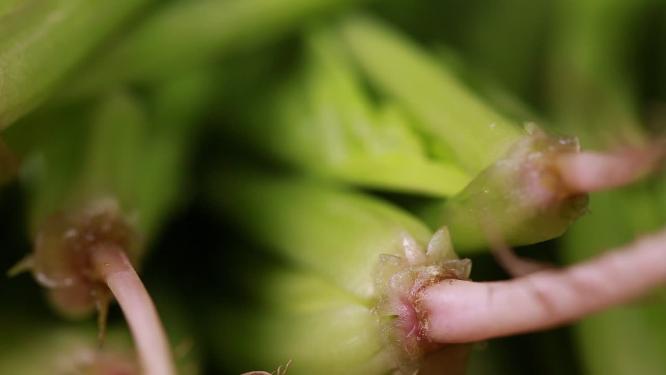 微距菠菜香菜菜根根茎