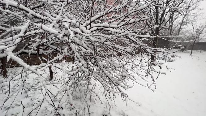 树枝上的积雪雪松落雪