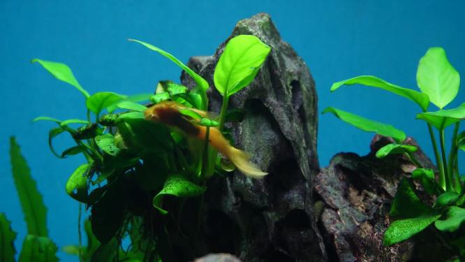 水草水族箱鱼缸造景青苔黄金胡子
