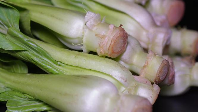油菜菜心绿菜叶嫩叶蔬菜