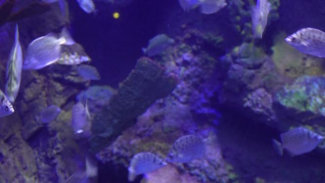 深海鱼群小鱼水下海底世界