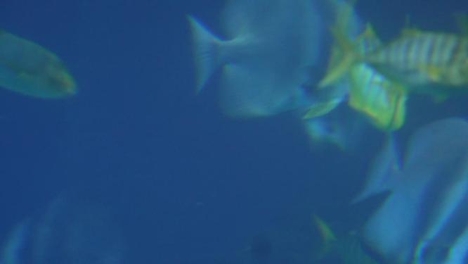热带鱼观赏鱼深海鱼海洋馆