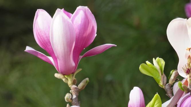 特写粉红色玉兰花