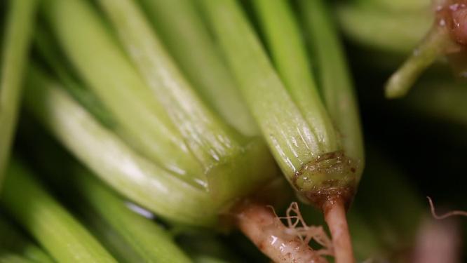 膳食纤维绿色蔬菜菠菜