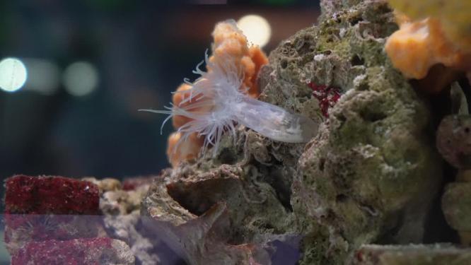 长长的触手海葵珊瑚海洋生物