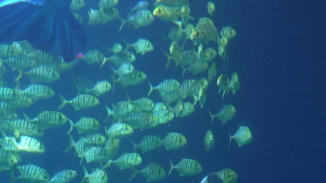 鱼群深海神秘水下热带鱼