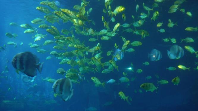 鱼群深海神秘水下热带鱼