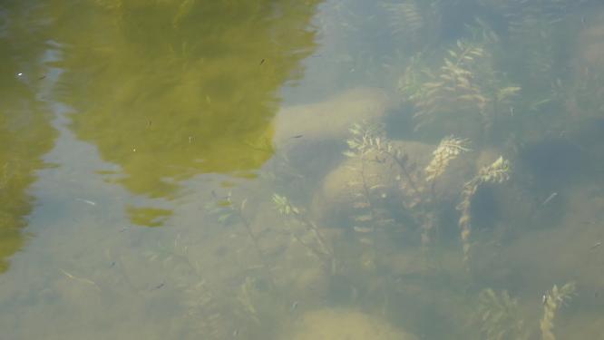 鱼苗小鱼野生鱼类麦穗鱼池塘水沟水下水草