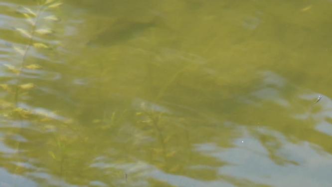 鱼苗小鱼野生鱼类麦穗鱼池塘水沟水下水草