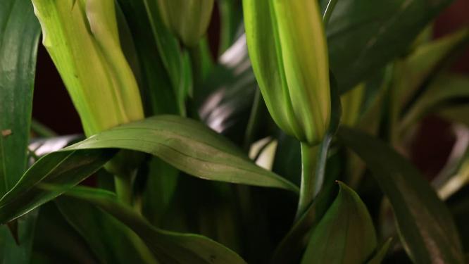 鲜花家居装饰百合花