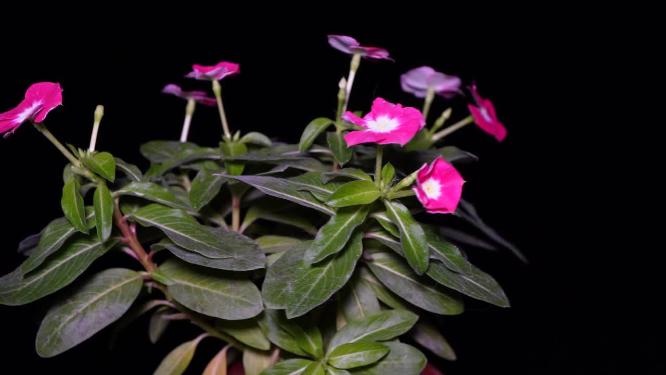 鲜花花朵野花盆栽腊梅刺玫绿植