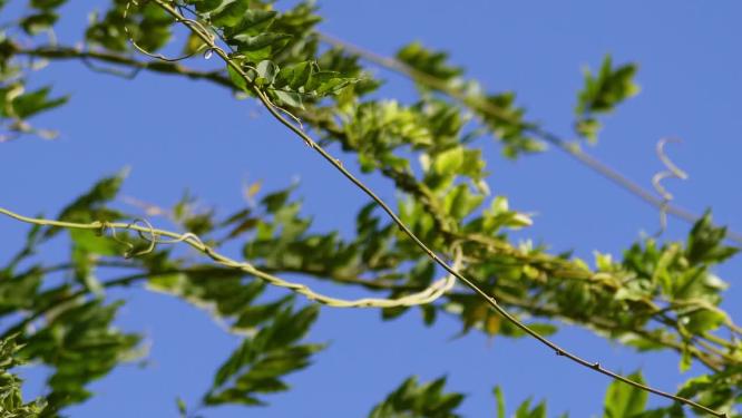 植物叶子绿叶枝叶空镜风景大自然树叶阳光活力绿色