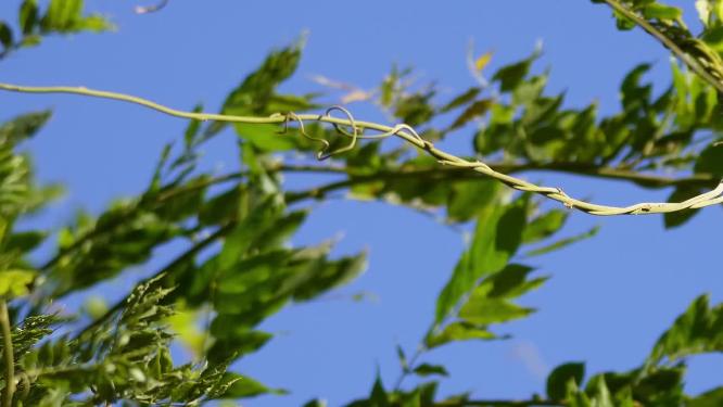 植物叶子绿叶枝叶空镜风景大自然树叶阳光活力绿色