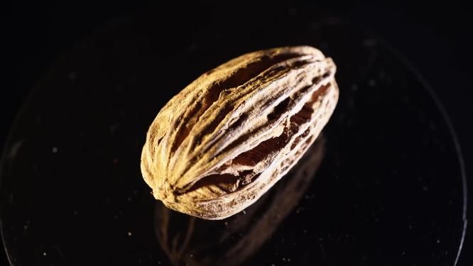 皱纹果装饰种子植物标本