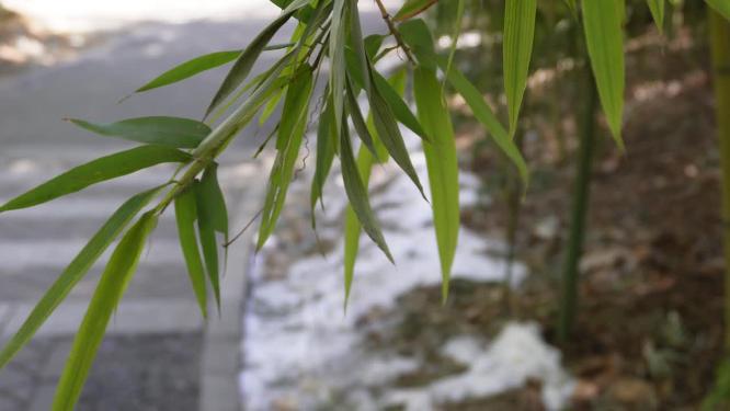 竹子竹林竹叶绿叶绿竹君子竹紫竹院