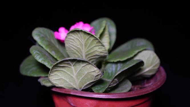报春花粉色花朵鲜花盆栽绿植