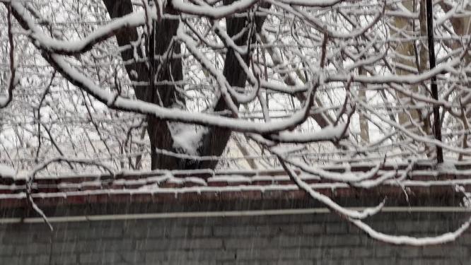 鹅毛大雪雪景树枝上的积雪