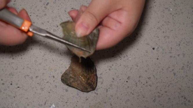 开珍珠贝河蚌珍珠盲盒开蚌