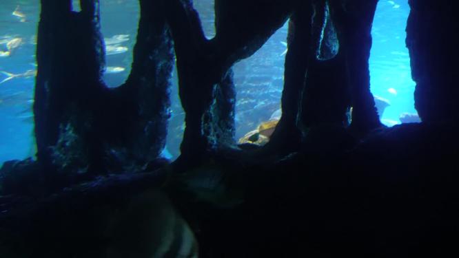 海底神秘深海世界海洋生物