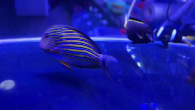 海缸水族馆海水鱼深海鱼海底世界