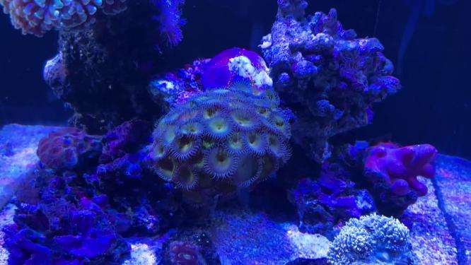 海葵珊瑚海藻海缸水族深海生物