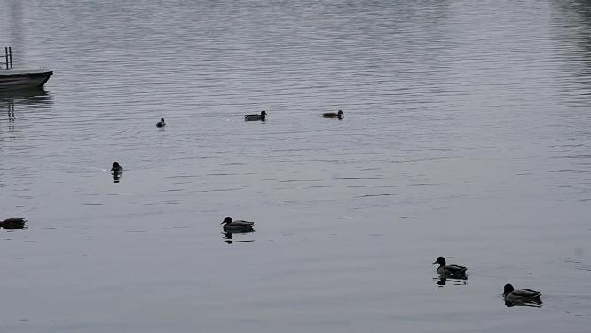 湖水里游泳划水游水起飞的野鸭子水禽水鸟