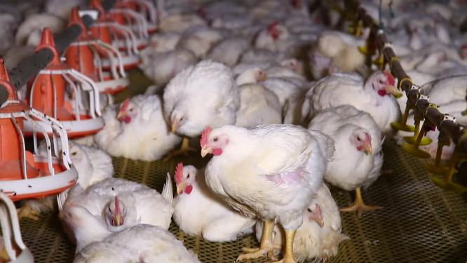 激素鸡谣言探秘鸡肉养殖场