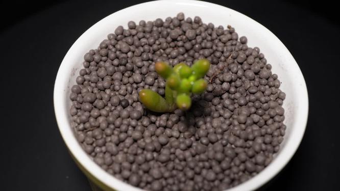 虹之玉多肉植物盆栽绿植