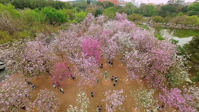 广州华南农业大学三月紫荆花盛开航拍+穿越摄影素材