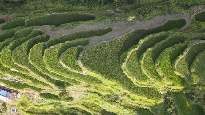 贵州乡村梯田