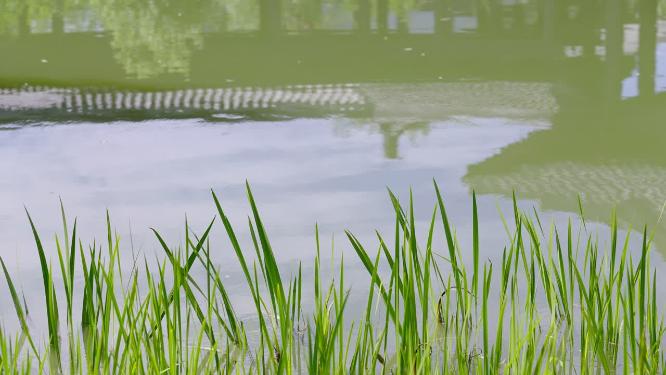 北京世园公园湖边水草实拍空境