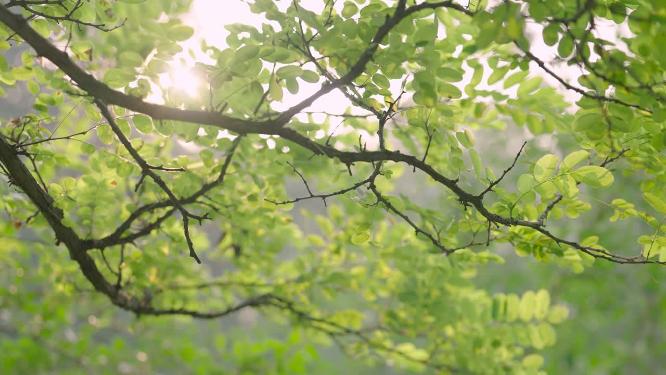 北京东湖公园夏日树林枝叶日落光影实拍情绪意境空境