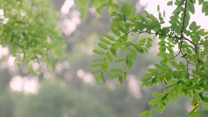 北京东湖公园夏日树林枝叶日落光影实拍情绪意境空境