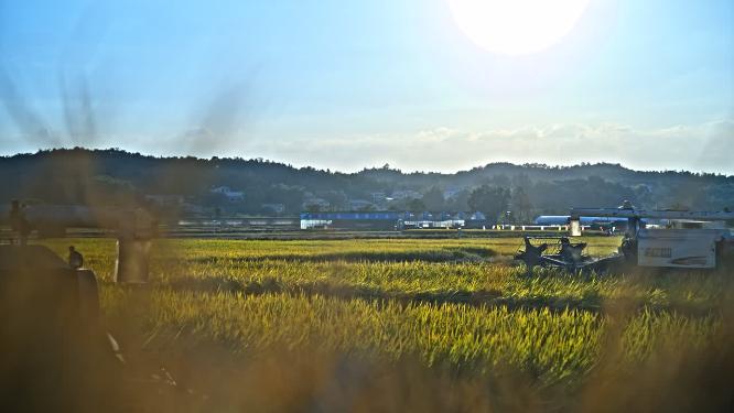 湖南长沙隆平稻作园稻子成熟丰收收割实拍素材