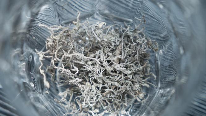 湖南张家界莓茶泡茶特写
