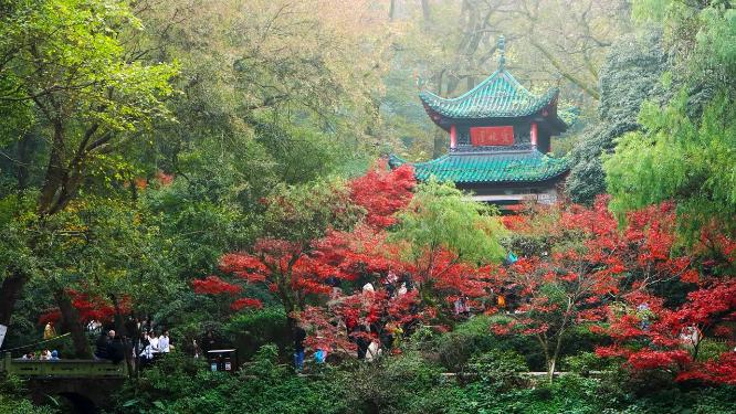 湖南长沙岳麓山爱晚亭枫叶秋景实拍空境素材